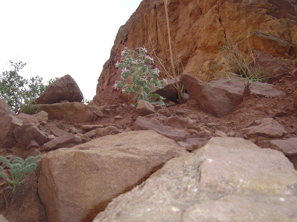 سولی دره